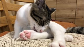 寝る前の毛繕い      The cat grooms before going to bed.