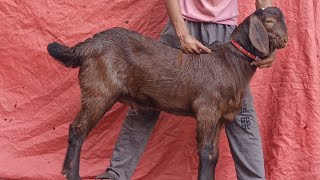 Chotu Dada (Bona Bakra) || AZ GOAT FARM