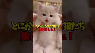 兎に角、可愛いので見て頂きたい！ #cat #cats #猫 #ねこ