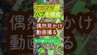 アカマタがハブを捕食　偶然見かけ動画撮る　その様子は珍しい