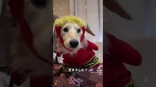 ＃節分＃鬼＃豆まき#犬 ＃鬼滅の刃遊郭編#かわいい