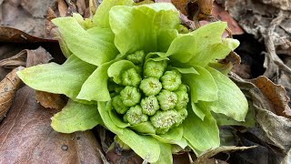 한의사가 바라보는 머위 뿌리 효능, 봉두채(蜂斗菜), 봉두근 (蜂斗根)효능