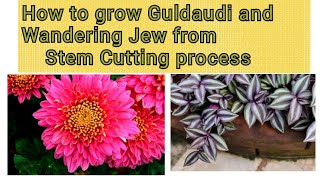 How to Plant Guldaudi and Wandering Jew from Stem Cutting | Grow गुलदाउदी Chrysanthemum from cutting