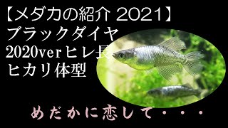 【メダカの紹介】ブラックダイヤ2020verヒレ長　ヒカリ体型　親魚の動画2021