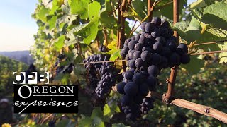 Grapes of Place: How Oregon changed the world of wine | Oregon Experience | OPB