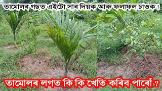 তামোল খেতিৰ লগত কি কি খেতি কৰিব পাৰি / Areca Nut Farming in Assam / Betel Nut