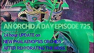 AN ORCHID A DAY EPISODE 725   I   24*UPDATE: NEW PHALAENOPSIS ORCHIDS AFTER REHYDRATING THEIR roots