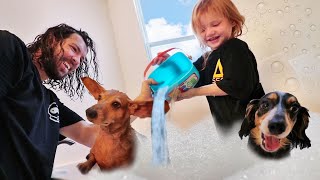 MY DOGS MORNING ROUTINE!! making a Pet Swimming Pool with Dad! (new cleaning game)