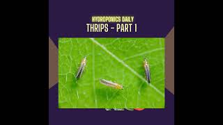 Conquering Thrips Part 1: A Major Threat in Hydroponics