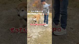 絶対ブランコを譲らない柴犬の行動が面白すぎました…#mökki #グランピング#柴犬#shorts #shortvideo