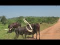 the long horned ankole cows.