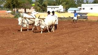 ರೈತ ಭೂಮಿಯ ಮೇಲೆ ಉಳುಮೆ