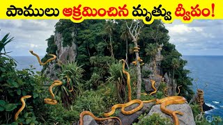 The Deadliest Place on Earth: Inside Brazil’s Forbidden Snake Island