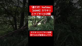 【ASMR】カマキリとヤブキリの「決闘」 #sdgs #insects #虫の音 #asmr #虫の音#日本の虫#決闘