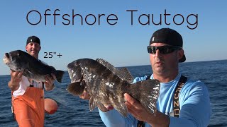 New England Offshore Tautog Fishing | Quality fish