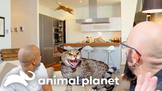 Two Thrill-Seeking Savannah Cats Pose Risk to Owner's Life | My Cat From Hell | Animal Planet