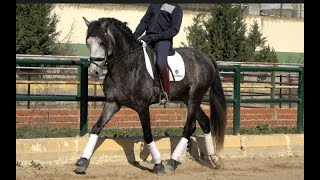 ATILA 2020 , PRE-Andalusian stallion , February 2025 video