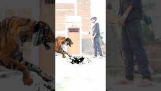Tiger 🐅 Attacking Man Funny Vfx Video 😱 #VfxIndia #vfx #shorts