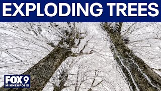 Do trees actually explode from extreme cold?