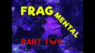 The RIGHT WAY to Frag Pulsing Xenia (and maybe other fleshy soft corals too!)