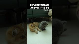 오빠냥이의 간절한 부탁! 아기냥이의 차가운 반응