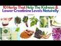 10 Herbs That Help The Kidneys And Lower Creatinine Levels Naturally - 247nht