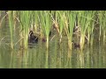 150524海王丸野鳥園オオバンの親子