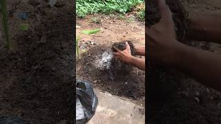 Prepare soil for planting 28 June 2023, will have full video