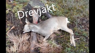 Drevjakt. Rådjur