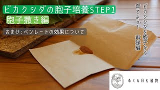 ビカクシダの胞子培養STEP1 胞子撒き編　ベンレートの有用性の検証