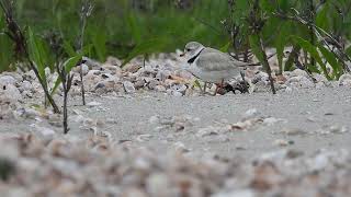 Camouflaged Piping plover at noon on a sandy beach at Long Beach, Connecticut, United States