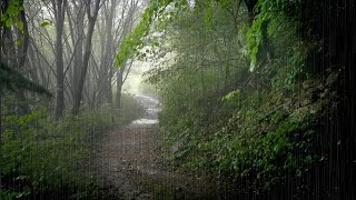 Deep Forest Path Rain Sound ASMR - Healing Sleep Music that Soothes the Mind, Tinnitus Improvement