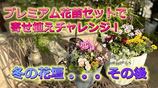 冬の花壇その後3週間経ってどうなった？プレミアム花苗15potセットで寄せ植え２鉢　＃76