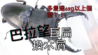 【養蟲雜記】木屑飼養的巴拉望巨扁鍬形蟲 |EN Beetle Journal