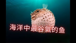 海洋中最谷氣的魚 !  隨時中毒的危險河豚料理 ! /世界奇趣探索