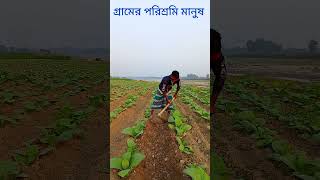 গ্রামের কৃষকদের সংগ্রামী জীবন | Struggles Life of Village Farmer |