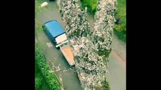 Wycinka Brzoza brodawkowata (Betula pendula). Baumfällung Birken