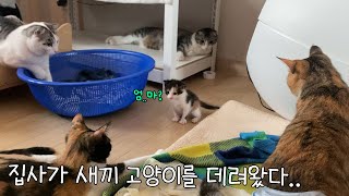 온 가족이 엄마 잃은 아기 고양이를 이뻐하는 법! (꼬맹이 육아일기 🍼풀 스토리 )