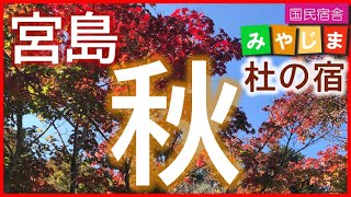 秋の宮島(大聖院 旅行 観光  国民宿舎みやじま杜の宿 ホテル 旅館  広島 10月 11月 12月 紅葉狩り 水族館前 世界遺産 弥山登山道 大聖院コース 登山 自然 散策 階段  530114)