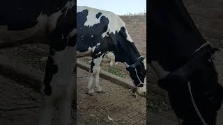 40 Kg Friesian Short video | 03008754743 #shorts