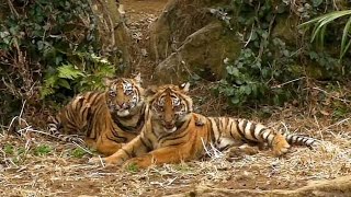 スマトラトラの赤ちゃんず入場シーン（ズーラシア）Sumatran tiger cubs