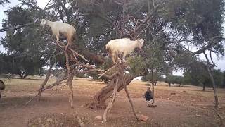 摩洛哥羊上樹奇景 The Tree Goats of Morocco