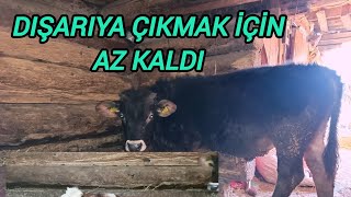 BUZAGLAR ARTIK DIŞARIYA CIKACAK**NAZO BEBEK BÜYÜYOR