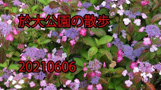 於大(おだい）公園は東浦町で、産業都市の公園は見事です。