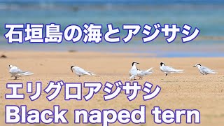 【石垣島の海とアジサシ】エリグロアジサシ Black naped tern