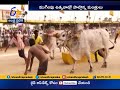 ongole bull competitions grandly ends in chilakaluripet of guntur