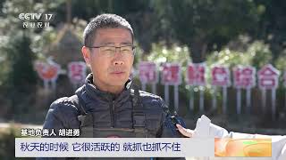 [三农长短说]浙江永嘉 梯田养鱼有特色 田鱼迎来冬捕季 | 农业致富经 Agriculture And Farming