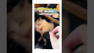 主人喂猫咪的零食被狗狗＂截胡＂。狗子：抱歉嘴慢无！＂小甜猫气得面面相都变了＂