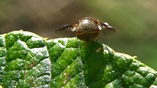 30秒の心象風景20628・翅を広げて飛んだ！～マルカメムシ～