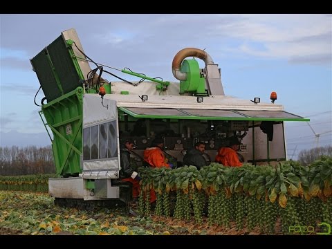 The story of the Brussels sprout | The sprout roller coaster! | Gebr. Herbert Zeewolde The story of the Brussels sprout | The sprout roller coaster! | Gebr. Herbert Zeewolde